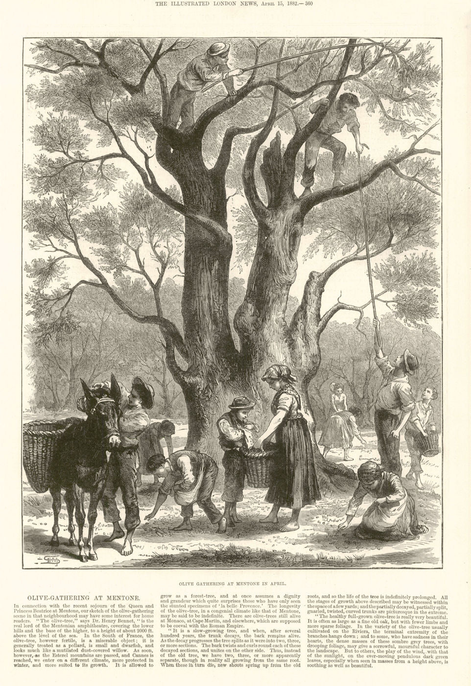 Olive Gathering at Menton in April. Alpes-Maritimes 1882 old antique print